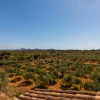 As far as the eye can see. Farming with organic olive cultivation. Olive oil with quality mark.
