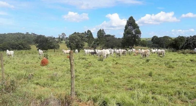 the sale of six plots of land near Pirenópolis