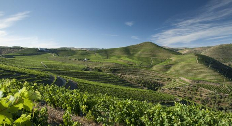 Farm with 27 Hectares to produce wine