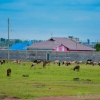 50 BY 100 CONTROLLED RESIDENTIAL PLOT FOR SALE IN JUJA