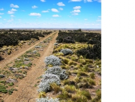 GREAT OPPORTUNITY - field
