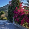 Alcudia - finca with lots of fruit trees, lots of views. She invites YOU. A price with a lot of perspective.