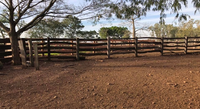 FIELD DEPARTMENT ARTIGAS cattle breeder good breeder