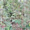 A must-see, sale of a farm in Pirenópolis