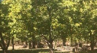 Dahir Real Estate Sales Farm 10 hectares Sauzal bonito Añelo