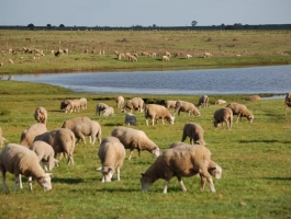 REAL ESTATE BUSINESS OPPORTUNITY IN URUGUAY