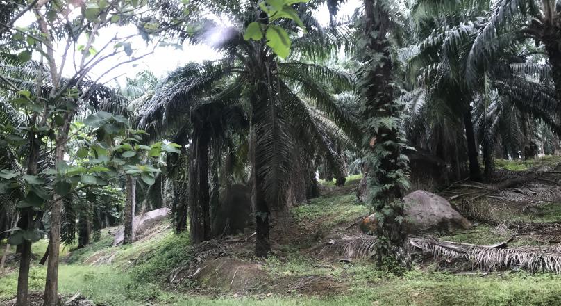 268 Acres, Oil Palms Estate  Malacca, Malaysia