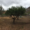 Finca for Sale for events in Telde