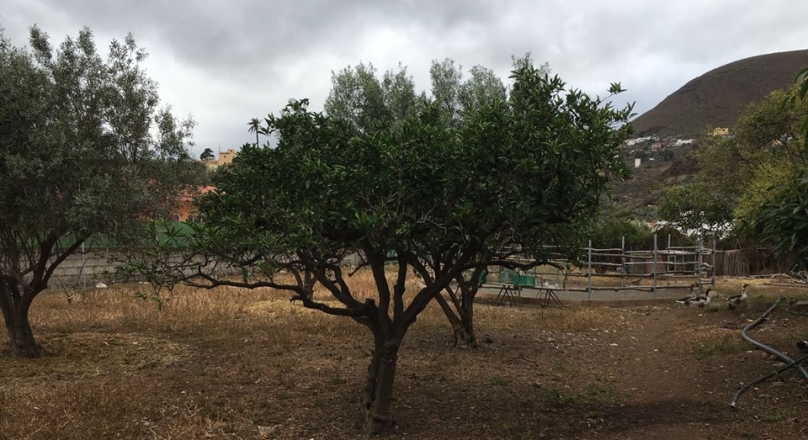 Finca for Sale for events in Telde