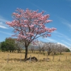 LIVESTOCK FARM FOR SALE OF 4,460 HECTARES