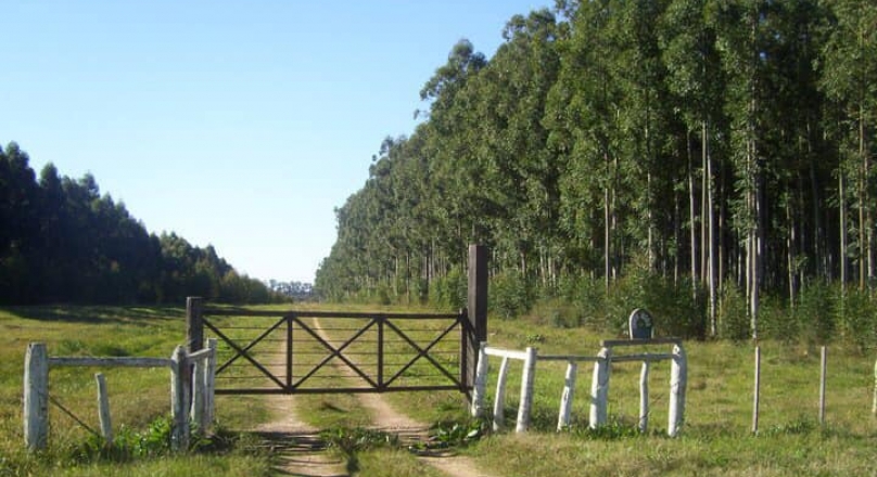 EVERY LAND SELLS FOREST AGRICULTURAL FIELD AT LOWER MARKET VALUE IN URUGUAY