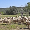 Between Sencelles and Pina. Ruberts. A small finca. With a lot of charm.