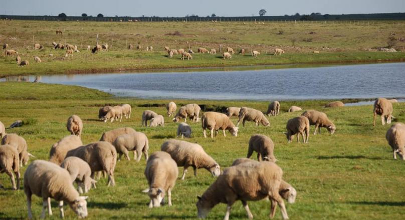 REAL ESTATE BUSINESS OPPORTUNITY IN URUGUAY