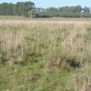 FIELD DEPARTMENT ARTIGAS cattle breeder good breeder