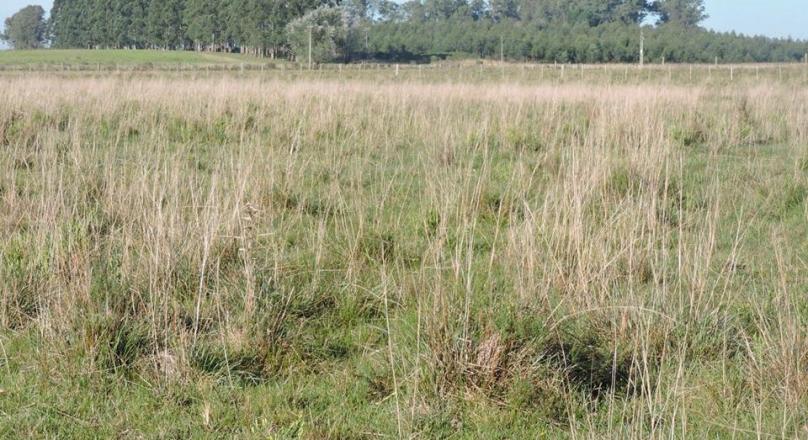 FIELD DEPARTMENT ARTIGAS cattle breeder good breeder